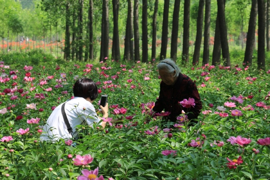 菏澤市東明黃河森林公園游客觀賞牡丹、芍藥。圖片來源：菏澤市攝影家協(xié)會